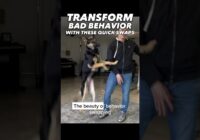 Stop Any Unwanted Behavior with 1 Technique #dogtraining #dogtrainer #dogtraining101 #puppytraining