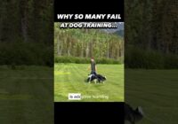 Why so many people fail at dog training #dogtraining101 #dogtrainer #puppytraining #dogtraining #dog