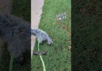 Dog Barking at Other Dogs on Walk #onlinedogtraining #dog #puppytraining