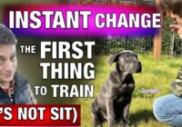 How to Train the FIRST Thing I Train Every Dog! *INSTANT CHANGE*