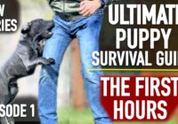 The First Hours! Ultimate Puppy Survival Guide