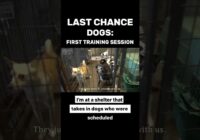 Last Chance Dogs: First Training Session  #dogtrainer #dogtraining #shelterdogs