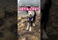 Why don’t you get a life?  #dogtrainer #dogtraining #puppytraining #dogtrainingrevolution