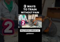 3 Ways to Train Without Pain  #dogtraining #puppytraining #dogtraining101