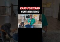 FAST-FORWARD Your Training!✨ #dogtraining #puppytraining #dogtraining101 #zakgeorge #dogtrainer #dog