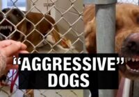 Can Aggressive Dogs Be Saved Without Cruelty?