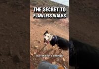 The Secret to Flawless Walks ✨ #dogtraining #leashwalking #pulling #puppytraining #dogtraining101