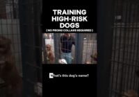 Training High-Risk Shelter Dogs #dogtrainer #dogtrainingrevolution #dogtraining101 #rescuedog #dogs