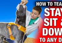 How To Train 3 Things in 10 Minutes: Sit, Stay and Down to ANY Dog