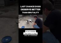 Last Chance Dogs Deserve Better Than Brutality