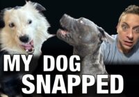 My Dog Snapped at the Puppy! What I did next…