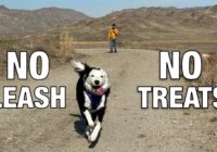 No Treats, No Leash - Unleashed in the Wild!