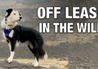 Off Leash Training Around Hidden Dangers