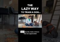 The Lazy Way to Train a Dog…