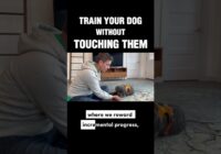 Train Your Dog Without Touching Them #dogtraining #puppytraining #positivereinforcement #ilovemydog