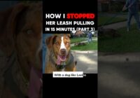 How I Stopped Her Leash Pulling in 15 Minutes