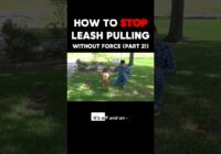 How to STOP Leash Pulling Without Force! (Part 2)