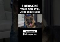 2 Reasons Your Dog STILL Jumps on Everyone