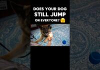 Does Your Dog Still Jump on Everyone? Watch This!!