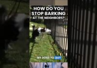 How Do You STOP Barking at the Fence/Neighbors?