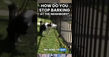 How Do You STOP Barking at the Fence/Neighbors?