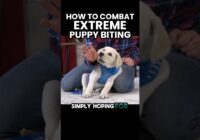 How To Combat Extreme Puppy Biting