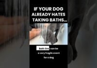 If Your Dog Already Hates Baths…