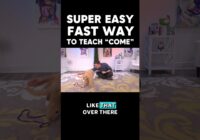 SUPER EASY & FAST Way to Train “Come!”