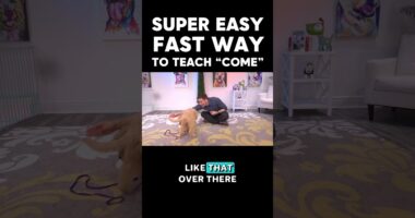 SUPER EASY & FAST Way to Train “Come!”