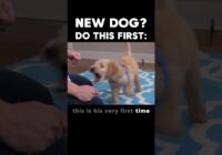 The FIRST thing to do if you have a new dog