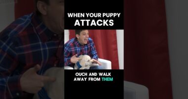 What Do You Do When Your Puppy ATTACKS?