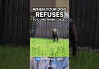 When Your Dog REFUSES to Come When Called…