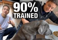 How To Get Your Dog 90% Trained with This ONE EASY Skill