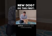 New Dog? Do This First!